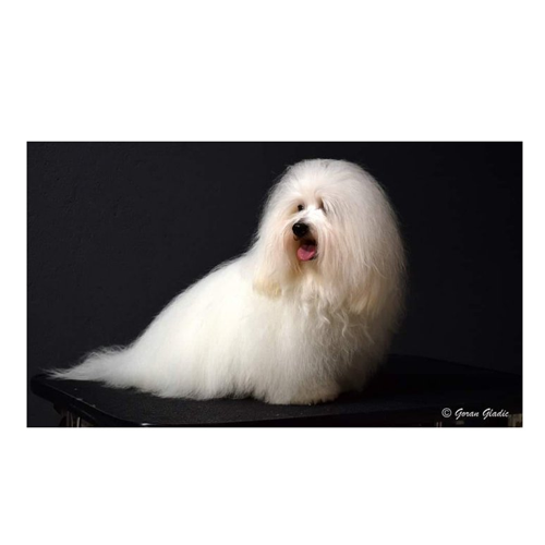 Kennel Semper Amigo