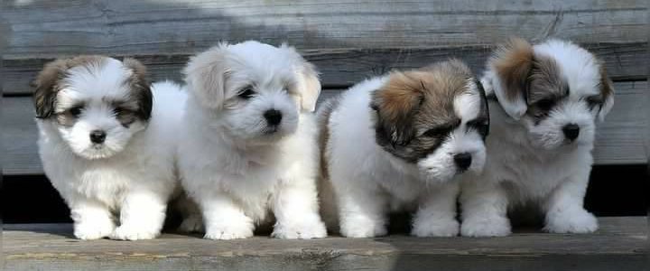 Semper Amigo Coton de tular puppies